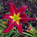 Spacecoast Red Rover Daylily